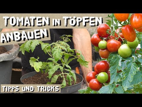 Tomaten in Töpfen/Kübeln erfolgreich anbauen - das müsst ihr beachten! Wenig Platz