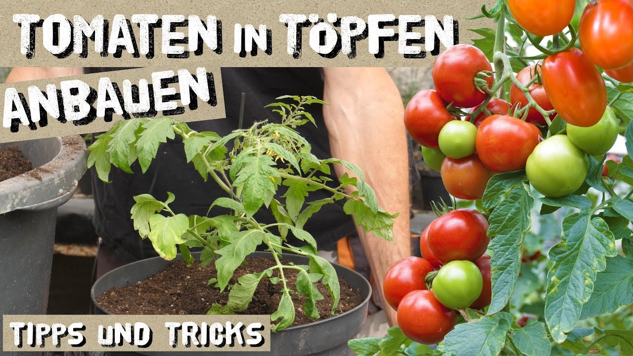 Tomaten in Töpfen/Kübeln erfolgreich anbauen - das müsst ihr beachten! Wenig Platz