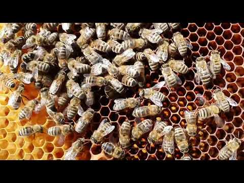 FORMIRANJE ZBIRNOG ROJA 2 DIO.