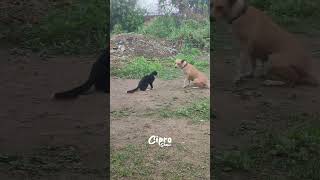 El Mejor masaje del mundo #viralvideo