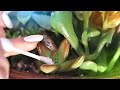Slow Satisfying Snippets ASMR Hushed Whispers Detail Oriented Background Study Sounds