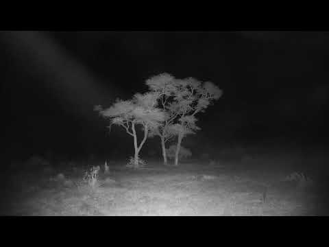 Djuma: Sights and sounds on a windy night - 20:36 - 10/10/20