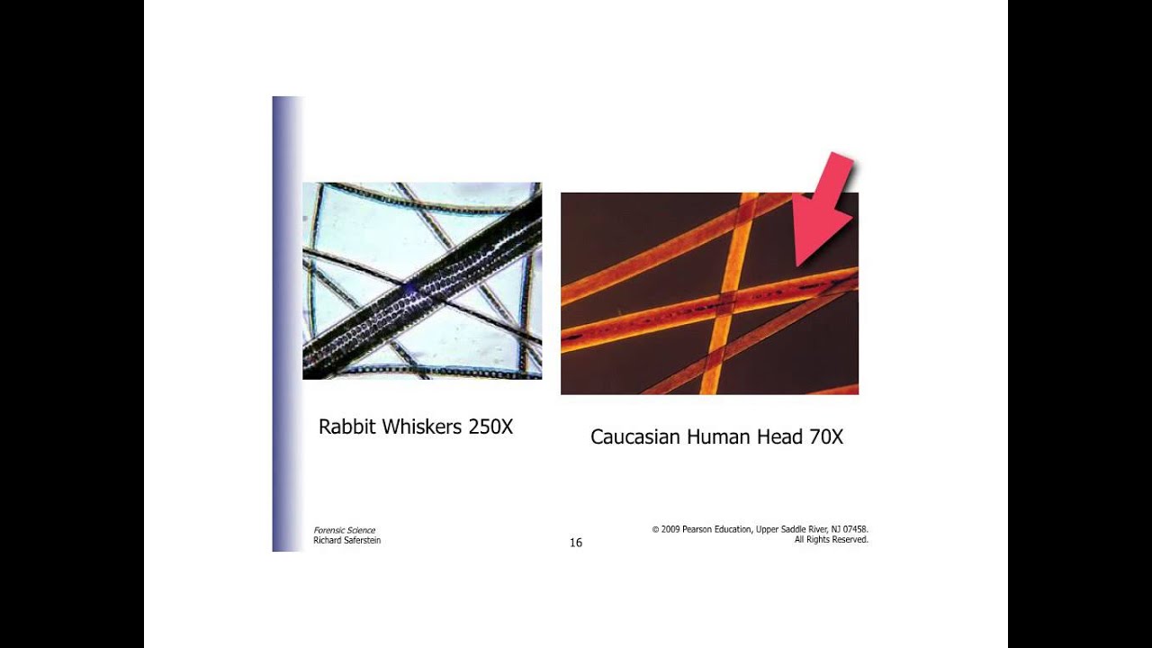 Forensics lecture on hair/fiber