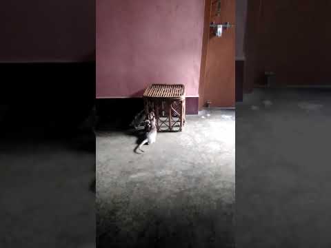 Cat's funny moments