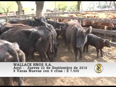 22-09-16 Venta de Vientres - Wallace Hnos S.A. - Azul.