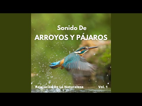 Rituales Curativos Yoga En El Rio - Sonido De Arroyos y Pajaros