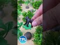 camouflage #toplalife #monkey #tiger  #animals #toys #animation #farm #cartoon #short