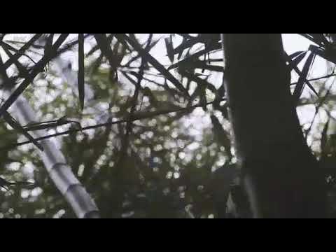 Siman Guan by Avisat band ft collectives of wewak...Htsman productions