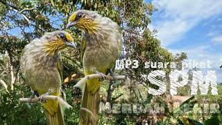 Download lagu suara pikat Merbah Lekir ampuh 💯% 2021||suara pikat Merbah kunyit gacor mp3