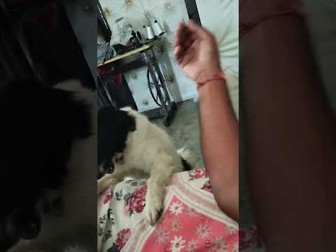 my dimpy dog 🐕! aaj gussa aa gea#funny #comedy #trending 🔥🔥