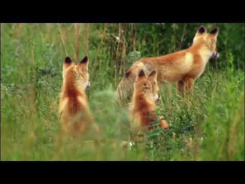 Hello World: Welcome to Fox U!