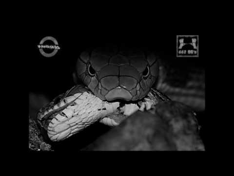 ROMA662OGS MOROKNSE - SERPIENTES [Kanayas Soundroom]