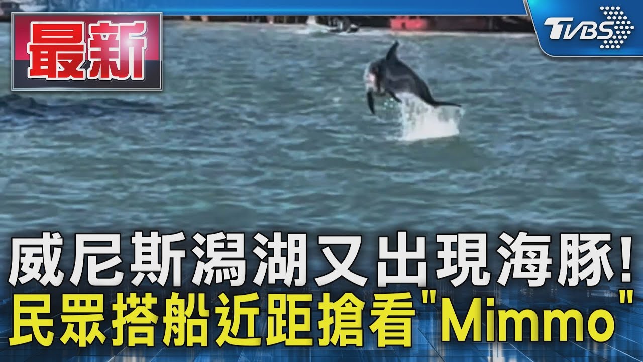 威尼斯潟湖又出現海豚! 民眾搭船近距搶看「Mimmo」