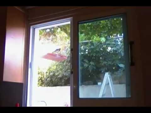 Κατσικόρονος (καρακάξα) - Juvenile magpie reacting to raven vocalizations