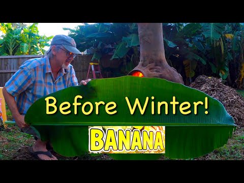 Do One Thing to Enjoy Your Banana Plants before Winter ~ Cooking Banana Leaf Preparation