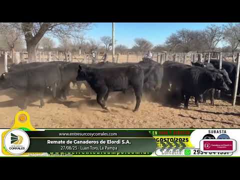 27-08-25 - Remate de Ganaderos de Elordi S.A. en Luan Toro, La Pampa