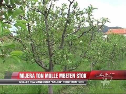 Korçë, mijëra ton molle mbeten stok - News, Lajme - Vizion Plus
