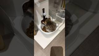 Download lagu New WiWiWi Cat ! 🐱🎶 #WiWiWi #cat mp3