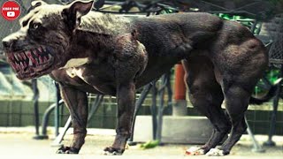 Những giống chó đáng sợ vô tình được lai tạo ra trên thế giới tốt nhất đừng thử sức nuôi chúng