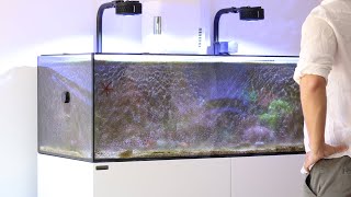 Reviving My Algae-Infested Tank | Blue Reef Tank