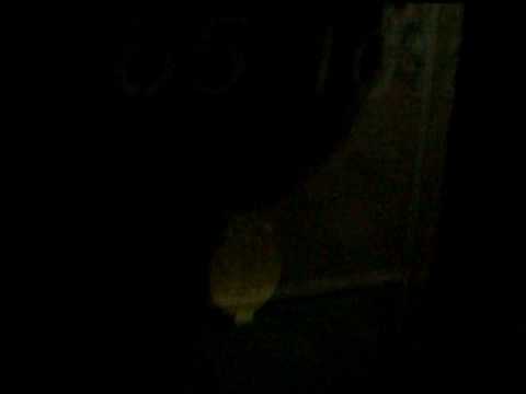 Pornire din Balnaca cu P3645 Bratca - Oradea (07 11 2010)