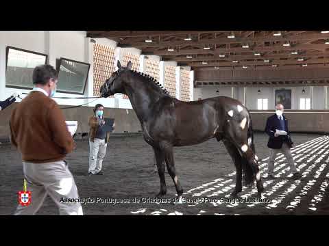 210424 20 Guiné - Aprovação de Garanhões