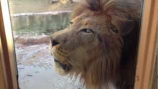 preview picture of video 'Roaring lion at Cameron Park Zoo'