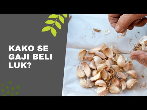 Kako se Gaji Beli Luk – Setva Belog Luka u Proleće i Jesen | Sowing Garlic
