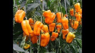 Перец Гигант оранжевый: описание сорта, характеристика плодов, агротехника выращивания и ухода, отзывы