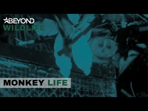 S9E18 | Linn The Loris It’s A Big Night Out | Monkey Life | Beyond Wildlife