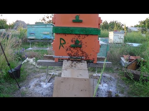 Пересадка пчелы в чистый улей на пасике