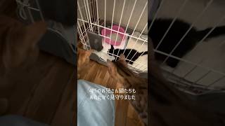 【猫動画】保護した仔猫と先住猫日常🐈‍⬛かわいいし癒し #保護猫 #子猫 #ねこのいる生活