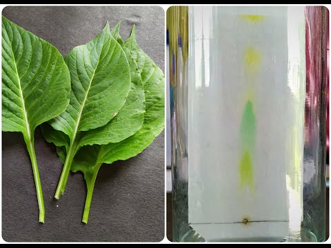 Paper Chromatography Experiment