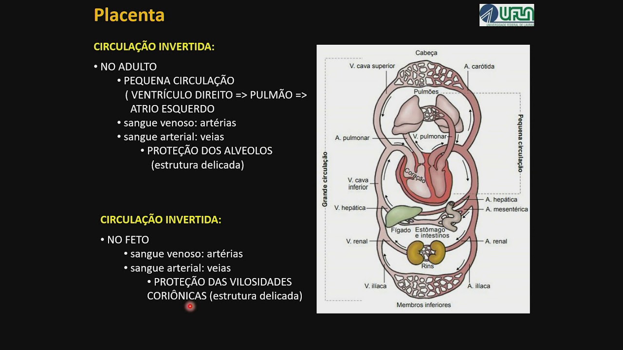 Formação e Papéis da Placenta Humana