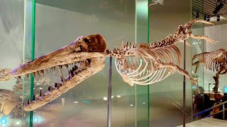 【かはく】骨格とパレオアートで見る古代の大型生物