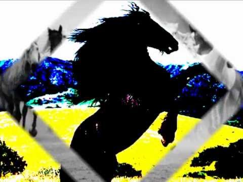 LAND OF STALLIONS