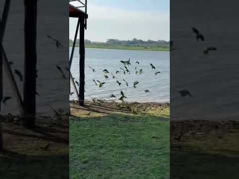 Vení a disfrutar un día maravilloso, rodeado de naturaleza! Hotel Pousada Yaguareté Paraguay