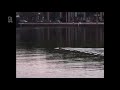 Bever gespot in Delfshavense Schie Rotterdam. Video: Diana van Ewijk