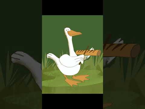 O marreco raspando o reco-reco