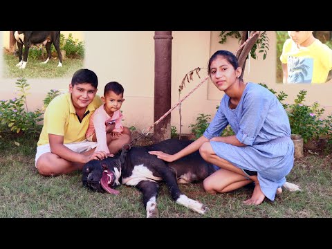 Dimpy D/. Import copper@Bullydogsinindia