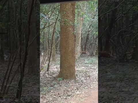 Leopard attacks dog in WilPattu national park, Sri Lanka.