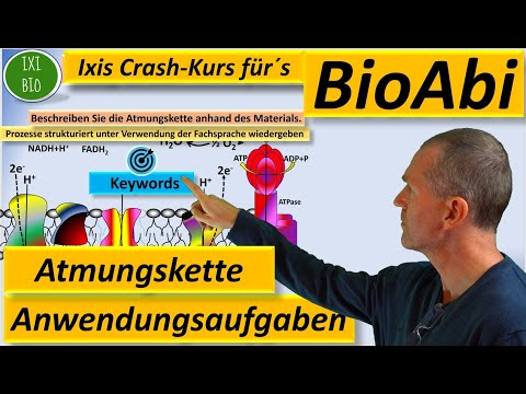 Abiturrelevante Übungen zur Atmungskette und Zellatmung - Anwendungsaufgaben Bio-Abiturvorbereitung
