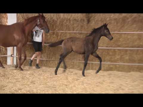 Inselliebe v. Lossow