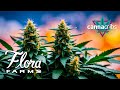 Largest Missouri Owned & Operated Cannabis Facility