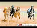 Final Derby Race 2018 Rajpur Coursing Club Greyhound Racing 2018
