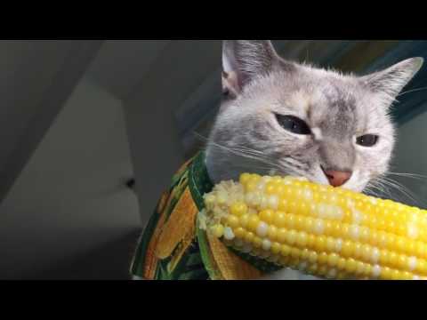 Cat Eats Corn - YouTube