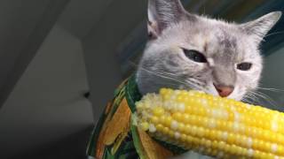 Весенняя подборка с котами: 16 милых и забавных видео