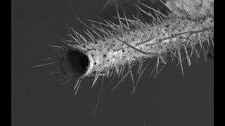 Комар под электронным микроскопом.A mosquito under an electron microscope.