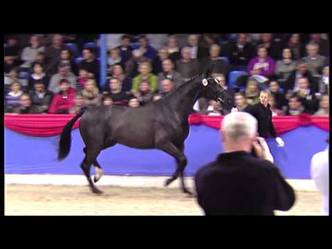Sieger- und Prämienhengste Oldenburg | Oldenburger Körung | 2013