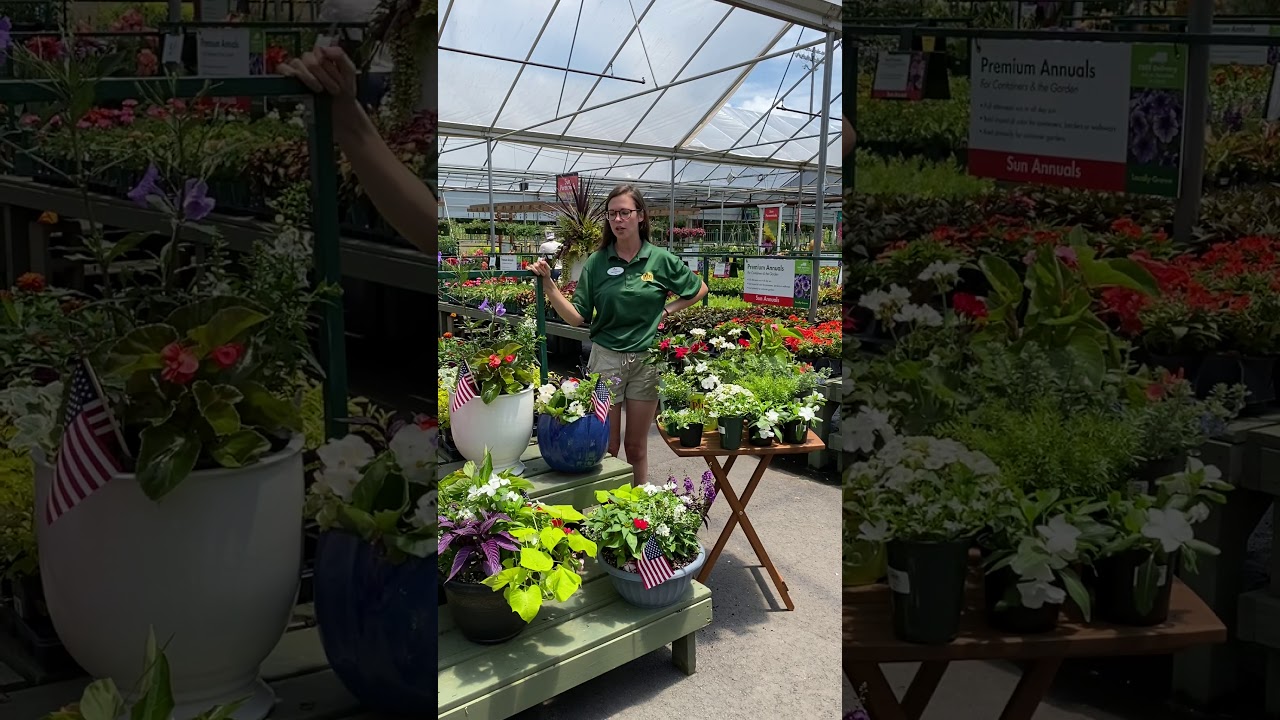 Red, White and Blue Container Gardens